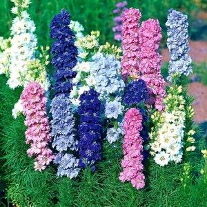 Larkspur mix 50+ Pcs fresh seeds, Delphinium, Flower seeds, Organic seeds, Non GMO