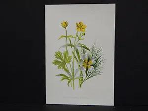 Familiar Garden Flowers F Edward Hulme 1890 6.4 Goldilocks & Water Ranunculus
