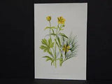 Familiar Garden Flowers F Edward Hulme 1890 6.4 Goldilocks & Water Ranunculus