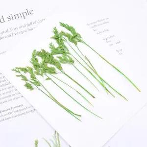 10PCS Real Pressed Dry leaf, leaves with stem for art, candle DIY FCD64