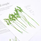 10PCS Real Pressed Dry leaf, leaves with stem for art, candle DIY FCD64