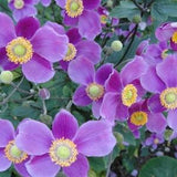 MIX JAPANESE ANEMONE Assorted Colors Hupehensis Windflower Thimbleflower, 10 Seeds