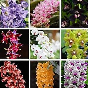 Rare Varieties Cymbidium Orchid Seeds Cymbidium Seeds Mixed Color 50Pcs ???3741??