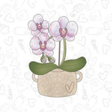 Orchid Plant