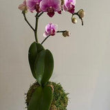 Three pieces??Kokedama orchid Toronto, preserved moss plant, moss ball plant , house plant,  phaelenopsis. Toronto and area only