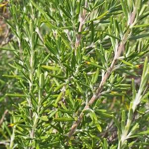 Herbal Rosemary 20 Seeds.