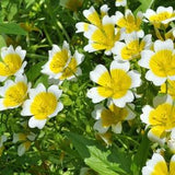 50 Seeds- Poached Egg Plant Seeds-Limnanthes Douglasii---Bee attracting annual-pv514-East to grow RHS Garden of Merit Award Winner