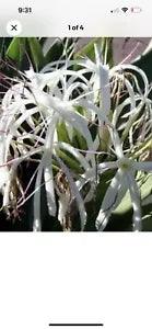 crinum lily asiaticum large white flower plant 4???inch pot 2 For $8
