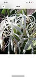 crinum lily asiaticum large white flower plant 4???inch pot 2 For $8