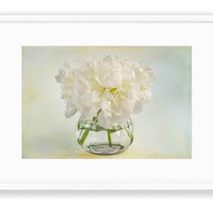 Print: White Peonies on Yellow/Blue Watercolor Background Print, White Peonies Wall Art,  Floral Print Wall Art, Botanical Wall Art