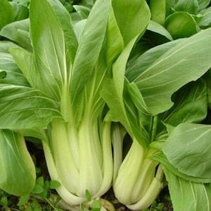 Green Baby Bok Choy Seeds | Shanghai Pak Choi | 50+ seeds | Organic Heirloom Asian Vegetable | ????¨¤ | Brassica