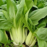 Green Baby Bok Choy Seeds | Shanghai Pak Choi | 50+ seeds | Organic Heirloom Asian Vegetable | ????¨¤ | Brassica
