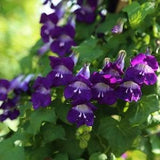 Seeds Maurandia Azarina climbing mix Gorgeous Curly Graceful Flower Seeds from Ukraine