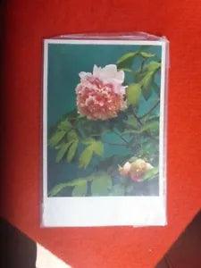RETRO CARNATION  FLOWERS POSTCARD Chinese unused