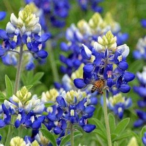 Lupine Texas Bluebonnet Flower Seeds - Open-Pollinated for Seed Saving - Non-Hybrid & Non-GMO - Heirloom Canada Flower Seeds