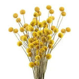 30pcs Natural Dried Flowers Yellow Craspedia Billy Balls Dried Flowers Boho