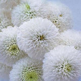 50 seeds Snowball Chrysanthemum tanacetum parthenium