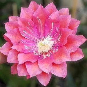 1 cutting/ leaf/ stem Rare Whatta Dream  Epiphyllum Orchid Cactus 6-8???