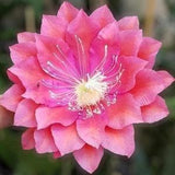 1 cutting/ leaf/ stem Rare Whatta Dream  Epiphyllum Orchid Cactus 6-8???