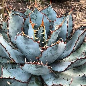 Agave Guadalajarana Seeds