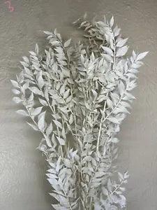Preserved Bleached Italian Ruscus ~ 5 Stems ~ 28??? Tall