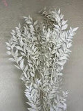 Preserved Bleached Italian Ruscus ~ 5 Stems ~ 28??? Tall