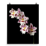 Oncidium Orchids Print Pink Orchids Poster Wall Art Photo