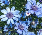 100 Blue Felicia Daisy Flower Seeds