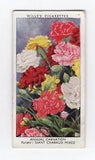 Wills Garden Flowers 1939. #11 Carnation