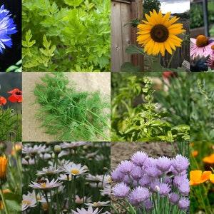 Pollinator Garden Seed Kit #1 - Flower Seeds Gift for Her - Flowers for Bees - Poppy Seeds - Daisy Seeds - Easy Garden Kit - 12 Seed Packets