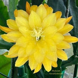 1 unrooted cutting/ leaf/ stem Super Rare Hot  Meadow Lark Epiphyllum Orchid Cactus 6-8???