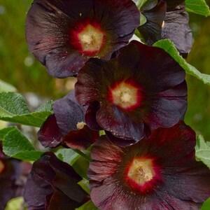 Hollyhock Black Althaea Rosea. 25 seeds. Perennials. Easy care , low maintenance