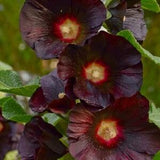 Hollyhock Black Althaea Rosea. 25 seeds. Perennials. Easy care , low maintenance