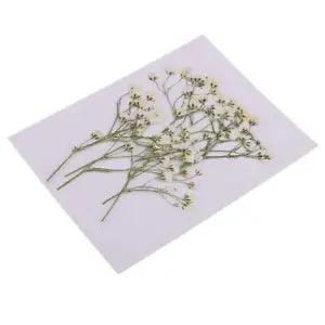 10X Real Pressed Dried Flowers  for  Decors