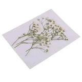 10X Real Pressed Dried Flowers  for  Decors