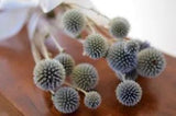 Dried Echinops: Natural Thistle Flowers in Dusty Blue