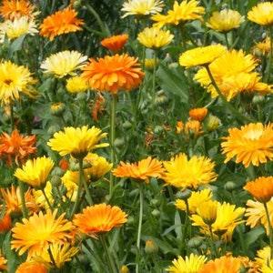 25 Calendula Pacific Beauty Seed Mix / Calendula officinalis / Wildflowers / Cottage Flower / English Garden / Wedding Flower / Pot Marigold
