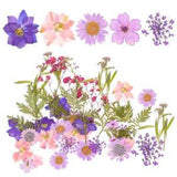 27 Pcs/set Dry Flower for DIY Mixed Specimen Dried Package Materials Plant