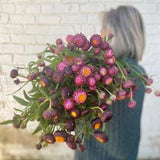 50 +seeds Unique  Strawflower Seed -  Copper Red