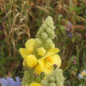 Mullein (Verbascum thapsus) - Organic Herb & Flower Seeds 0.1 Grams ~ 1000 Seeds