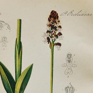 Burnt-Tip Orchid Print - Original Antique Botanical 1880s - Orchis ustulata (plant flower seed orchidaceae european mountain pink purple)