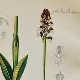 Burnt-Tip Orchid Print - Original Antique Botanical 1880s - Orchis ustulata (plant flower seed orchidaceae european mountain pink purple)