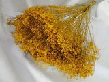 NATURAL AIR DRIED DYED GOLDEN YELLOW BROOM BLOOM - FLORAL FOLIAGE FILLER
