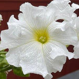 White Wave Petunia 100+ Seeds