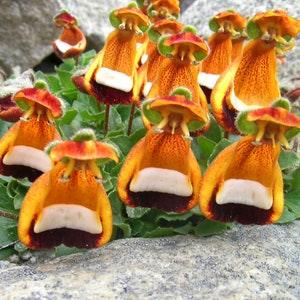 PURSE SLIPPER Slipperwort Flower Calceolaria Fothergillii Hardy Perennial, 5 Seeds