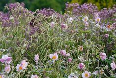 A Fabulous Fall Border with Anemone, Verbena and Sanguisorba Flower Delivery