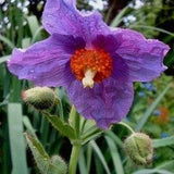 Himalayan Poppy VIOLET MECONOPSIS Betonicifolia Baileyi Papaver 10 Seeds