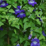 Snapdragon Vine Seeds (20)