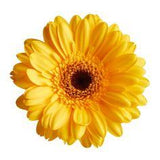 What Is The Full Spectrum Of Gerbera Daisy Colours? Flower Delivery