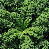 Dwarf Kale Green Curled 1g - 150 Seeds Brassica Oleracea GMO FREE